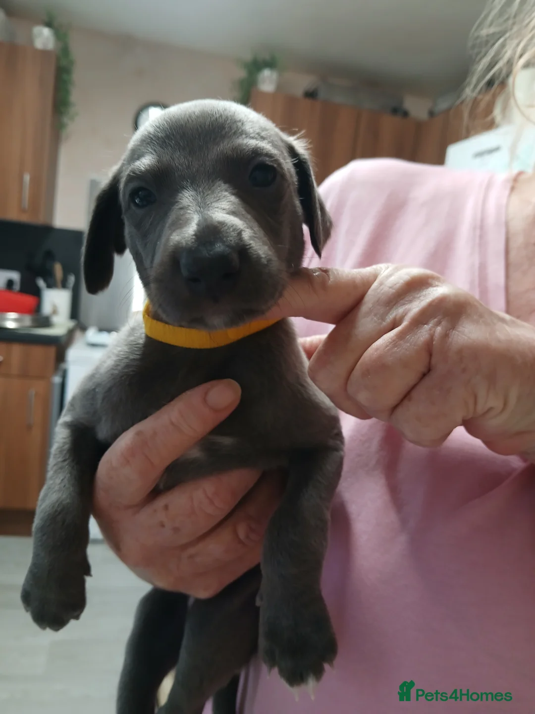 Whippet dogs for sale: Whippet puppys - Advert 3