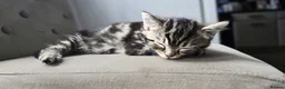 Mixed Breed cats for sale: X4 gorgeous kittens available - Advert 14