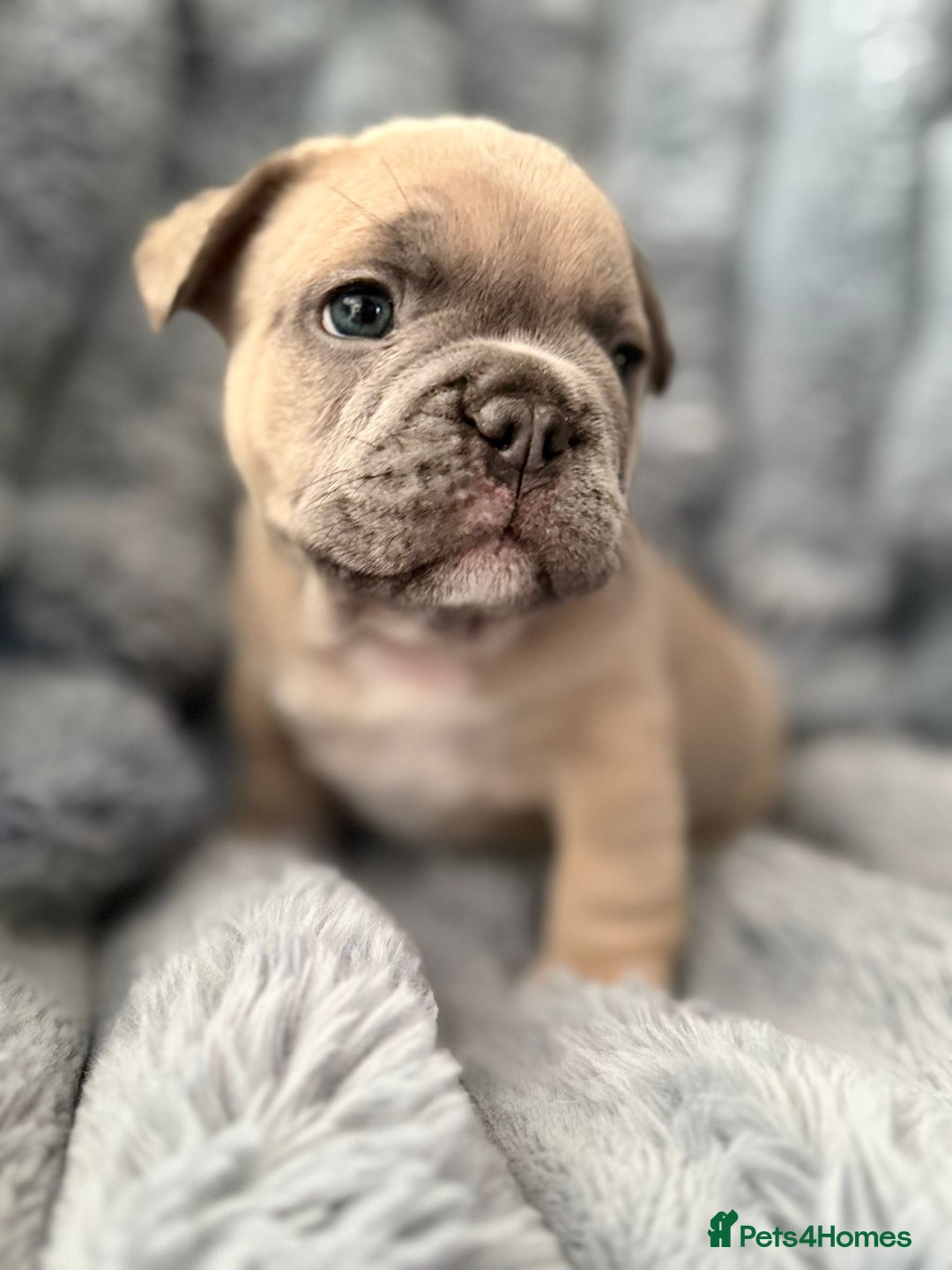 French Bulldog dogs for sale: 🌟 Adorable French Bulldog Puppies - Image 3