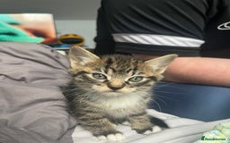 Bengal cats for sale: Bengal cross tabby girl kittens  - Advert 11