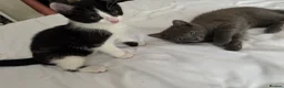 Mixed Breed cats for sale: 4 Beautiful kittens looking for Loving Homes in Bradford - Advert 11