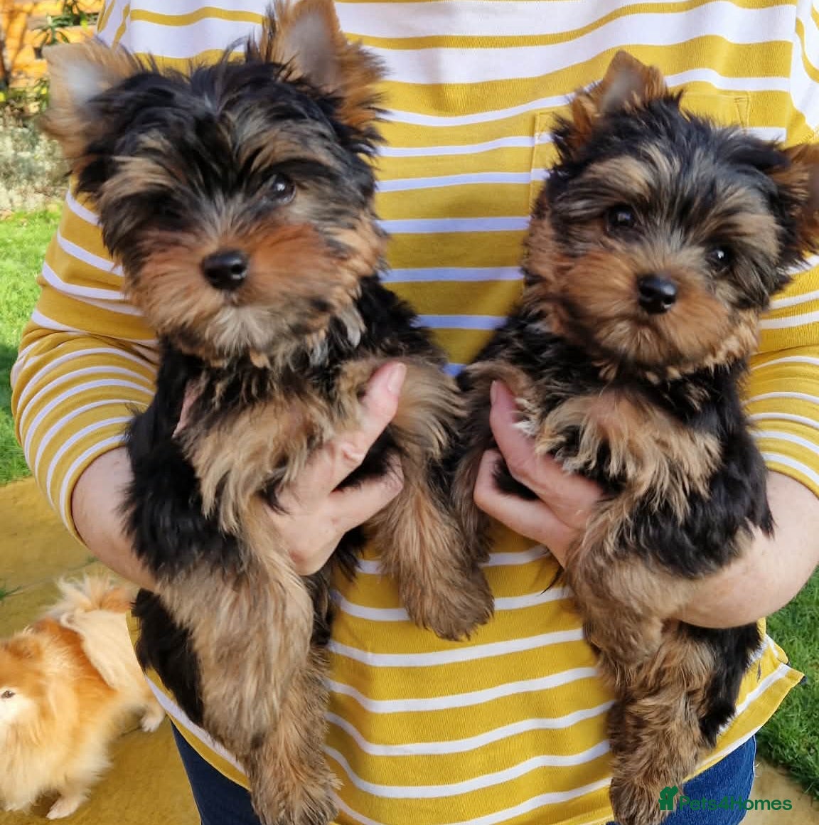 Yorkshire Terrier dogs Beautiful Quality Yorkshire Terrier Litter  - Advert 7