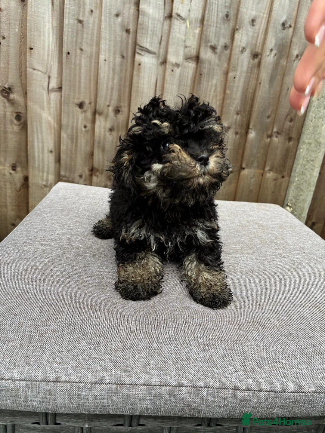 Cavapoo dogs for sale: F1B cavapoo puppies!! - Advert 8