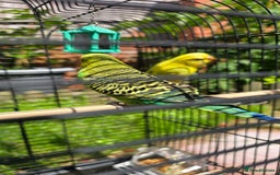 Budgerigars birds for sale: 2 coupled budgies+ cage - Image 2