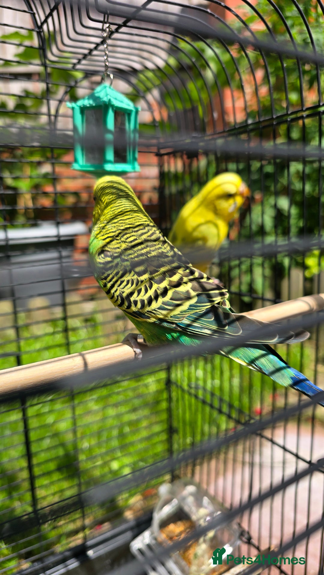 Budgerigars birds for sale: 2 coupled budgies+ cage - Image 2