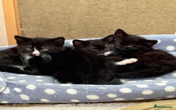 Mixed Breed cats for sale: Mix bread  - Image 1