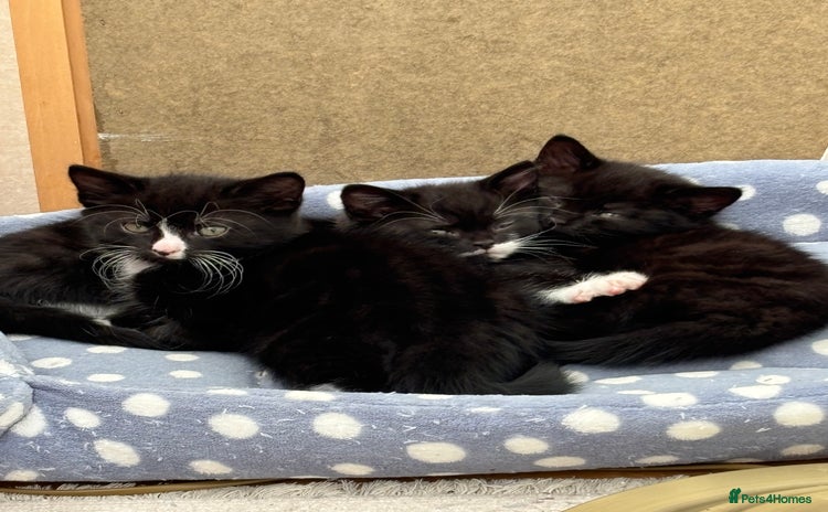 Mixed Breed cats - Advert 14