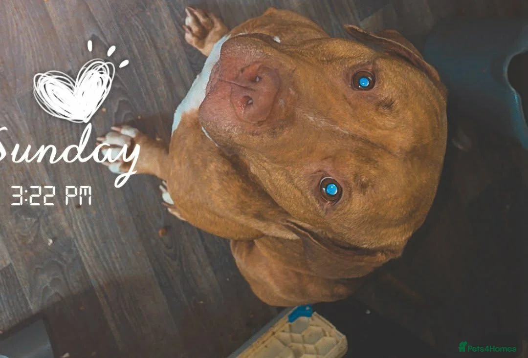 American Bulldog dogs for sale: American Bulldog - Advert 2