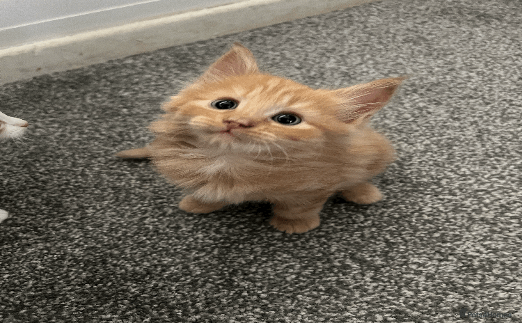 Domestic Shorthair cats - Advert 1