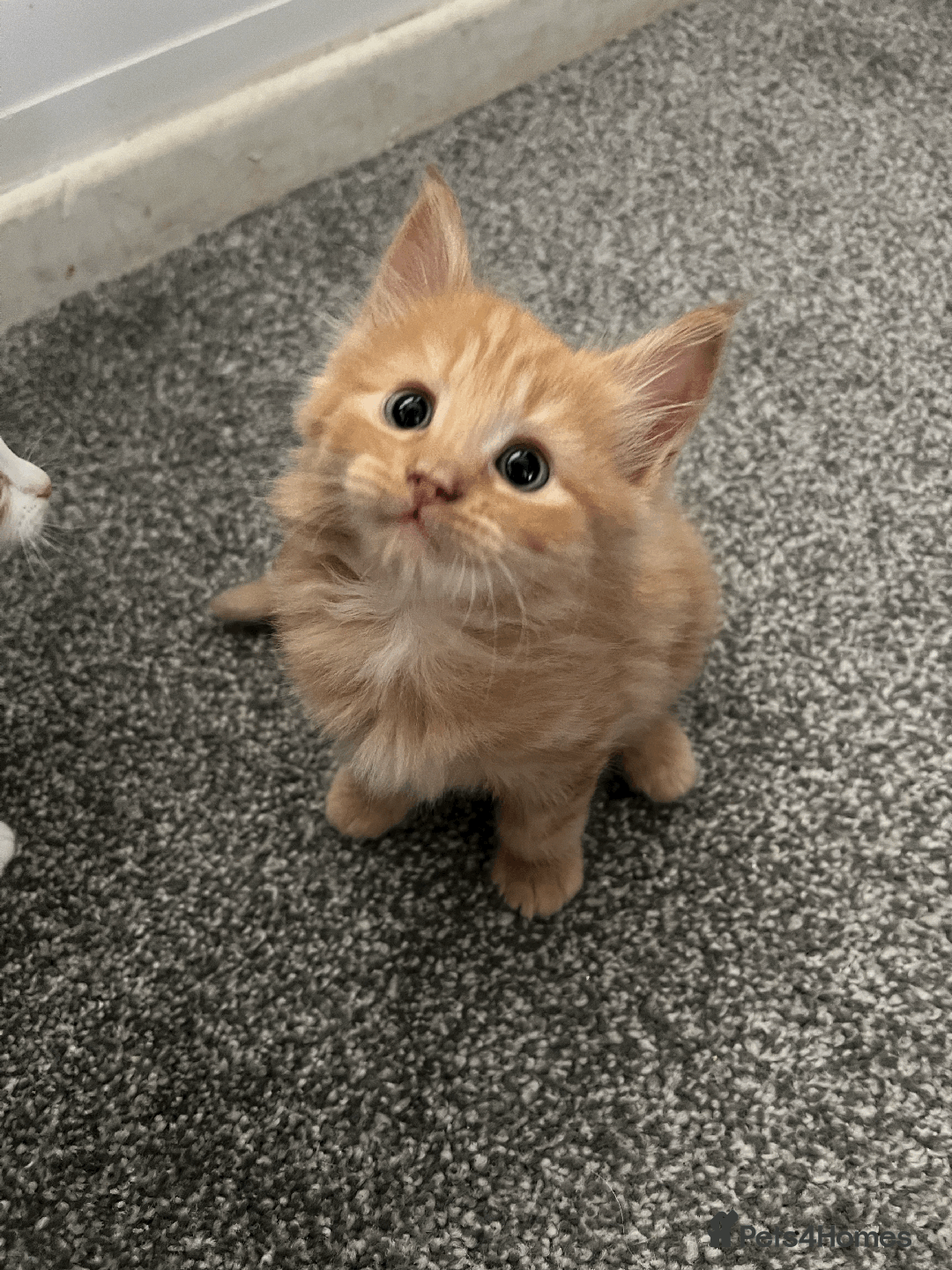 Domestic Shorthair cats for sale: Loving Home-Raised Kittens for Sale - Read Discrip - Image 1