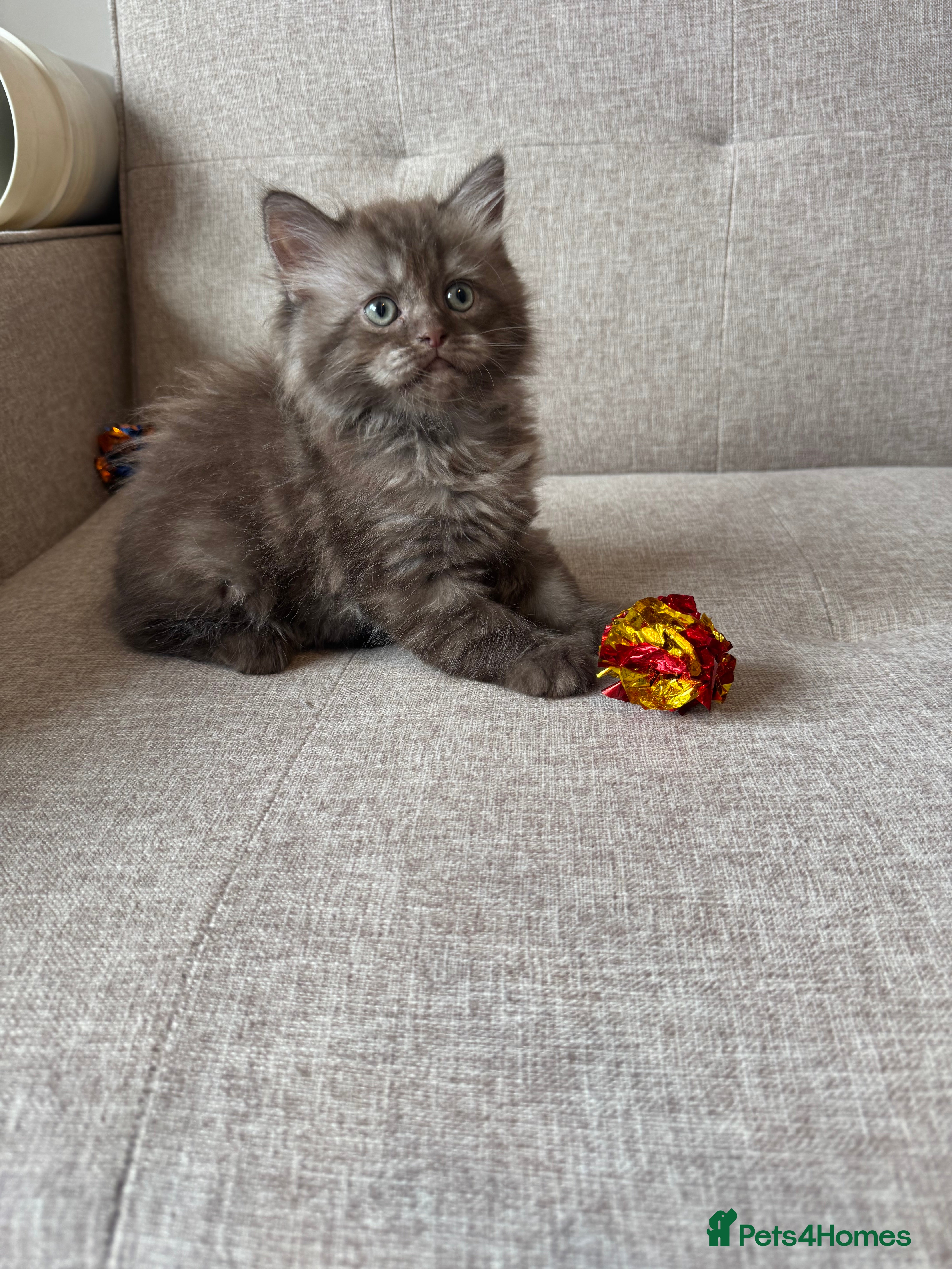 Persian cats Stunning Persian x Ragdoll kittens Ready for Homes - Advert 2