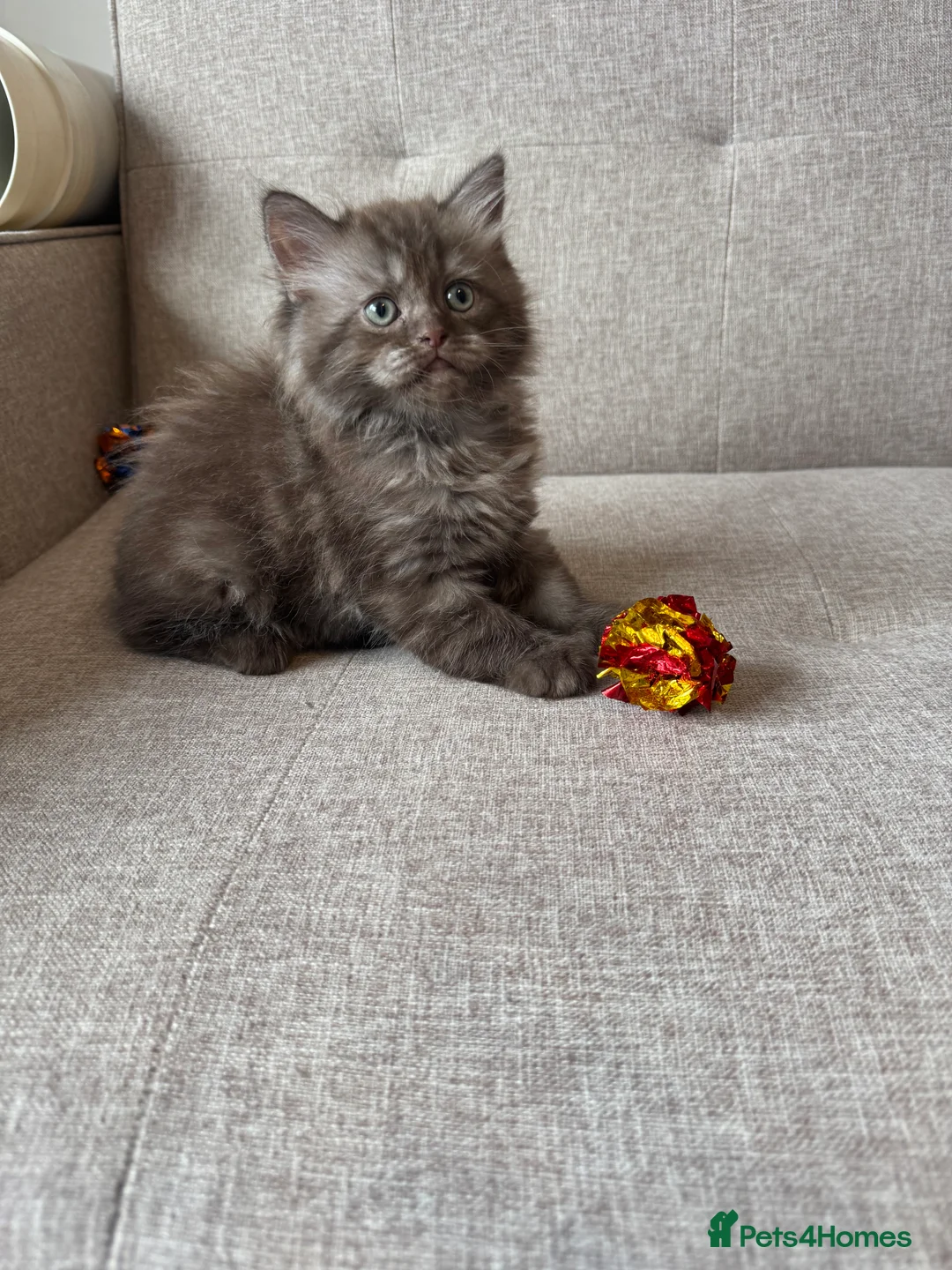 Persian cats for sale: Stunning Persian x Ragdoll kittens Ready for Homes in Watford - Advert 2