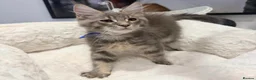 Maine Coon cats for sale: Stunning MaineCoon kittens  in Manchester - Advert 16