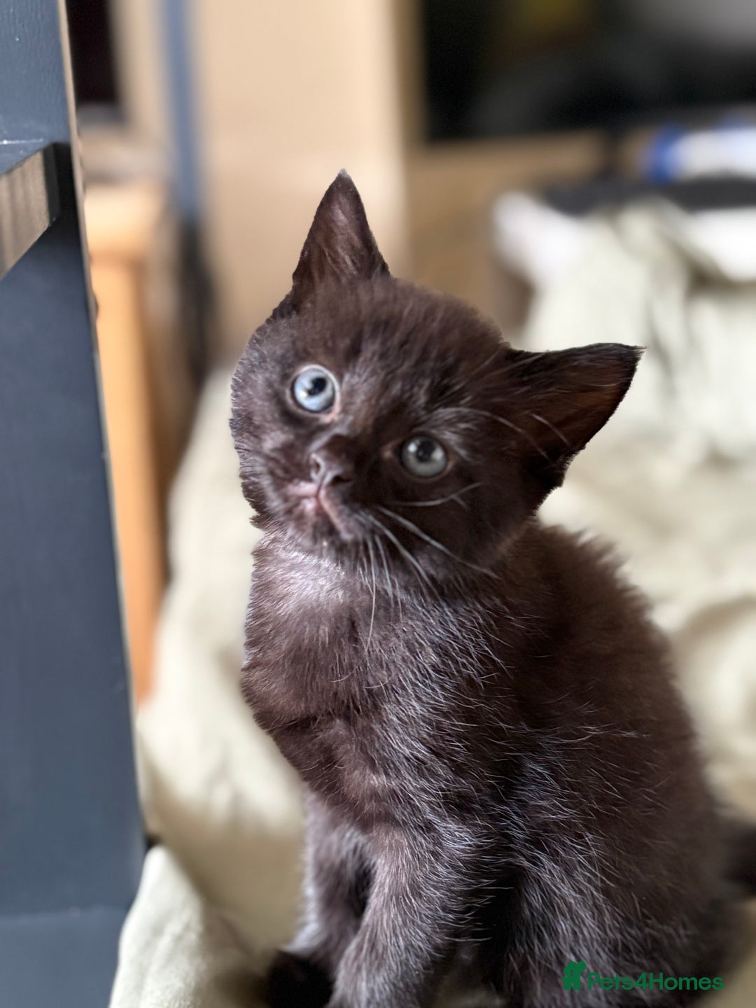 British Shorthair cats for sale: 🐾 Adorable Baby Kittens for Sale! 🐾 - Image 8