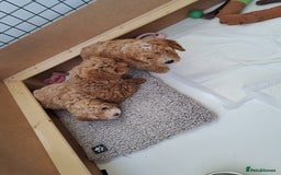 Cavapoo dogs for sale: 3 Gorgeous Cavapoo puppies - Image 1