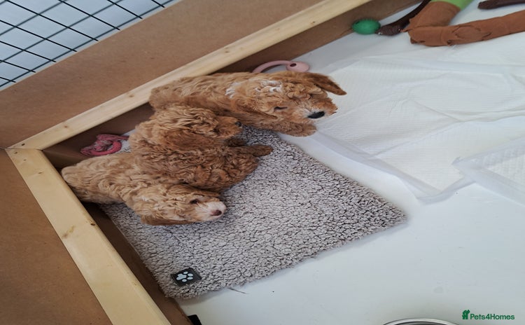 Cavapoo dogs - Advert 4