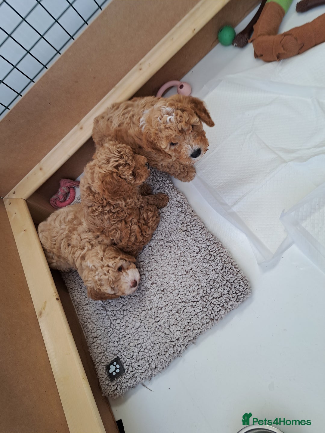 Cavapoo dogs for sale: 3 Gorgeous Cavapoo puppies - Image 1
