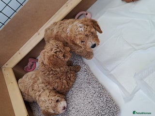 Cavapoo dogs - Advert 36