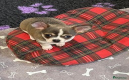 Chihuahua dogs for sale: Stunning chihuahua litter  - Image 2