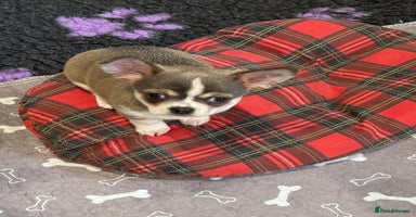 Chihuahua dogs - Advert 2