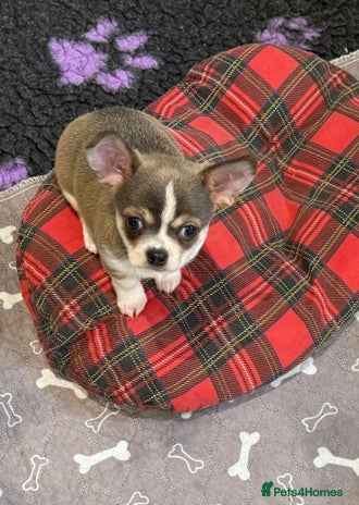 Chihuahua dogs - Advert 1