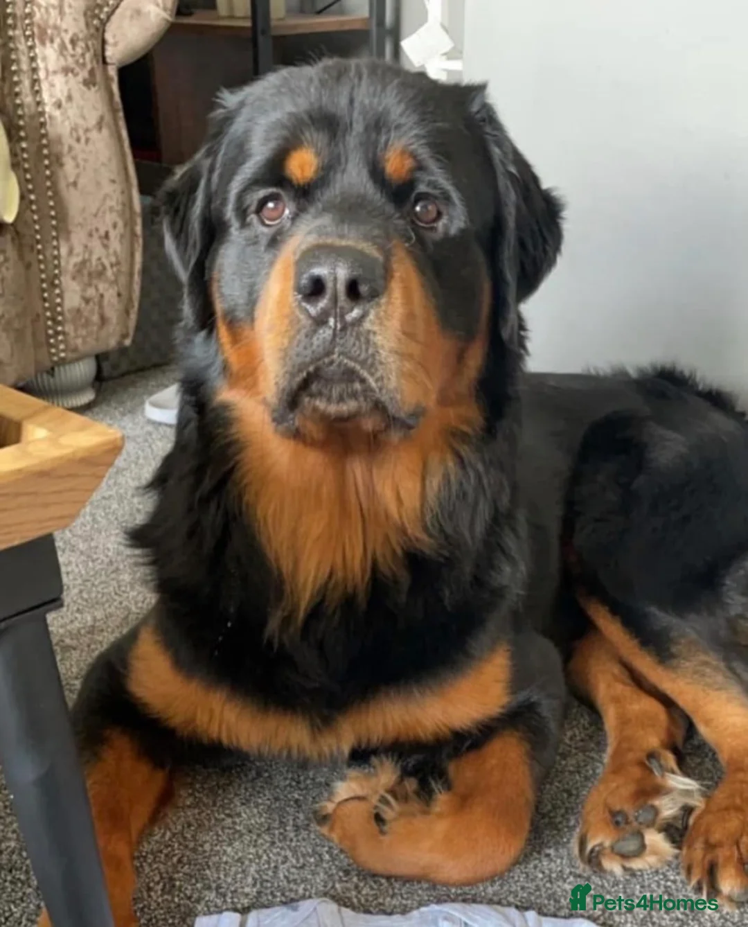 Rottweiler dogs for sale: Fluffy rottie puppy  - Advert 3