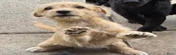 Mixed Breed dogs for sale: Beautiful Crossbreed Puppies Ready For New Home - Advert 4