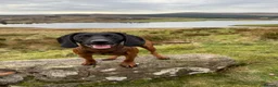 Bavarian Mountain Hound dogs for sale: 3yo Bavarian mountain hound  - Advert 4