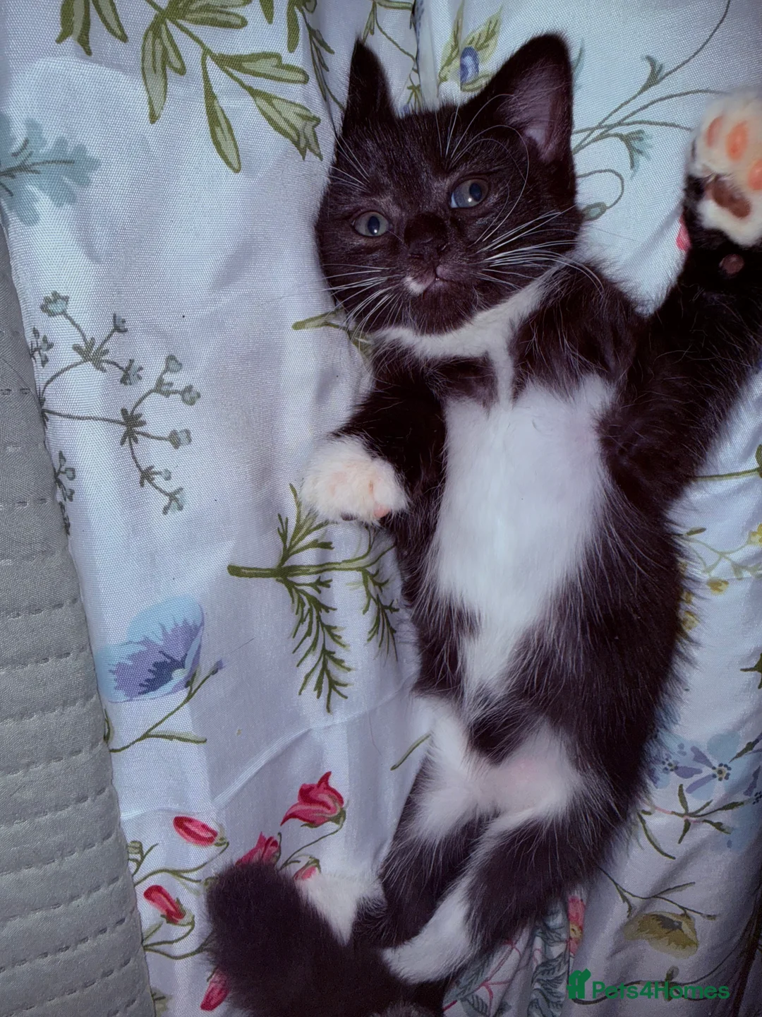 Mixed Breed cats for sale: 2 beautiful girls waiting for there forever home  - Advert 4
