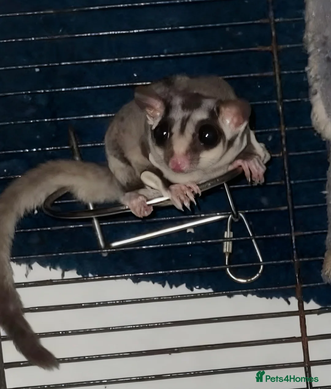 Sugar Glider rodents for sale: 2 Male Neutered Sugar Gliders   - Advert 3