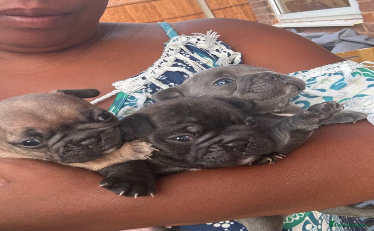 French Bulldog dogs - Advert 4