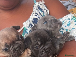 French Bulldog dogs - Advert 1