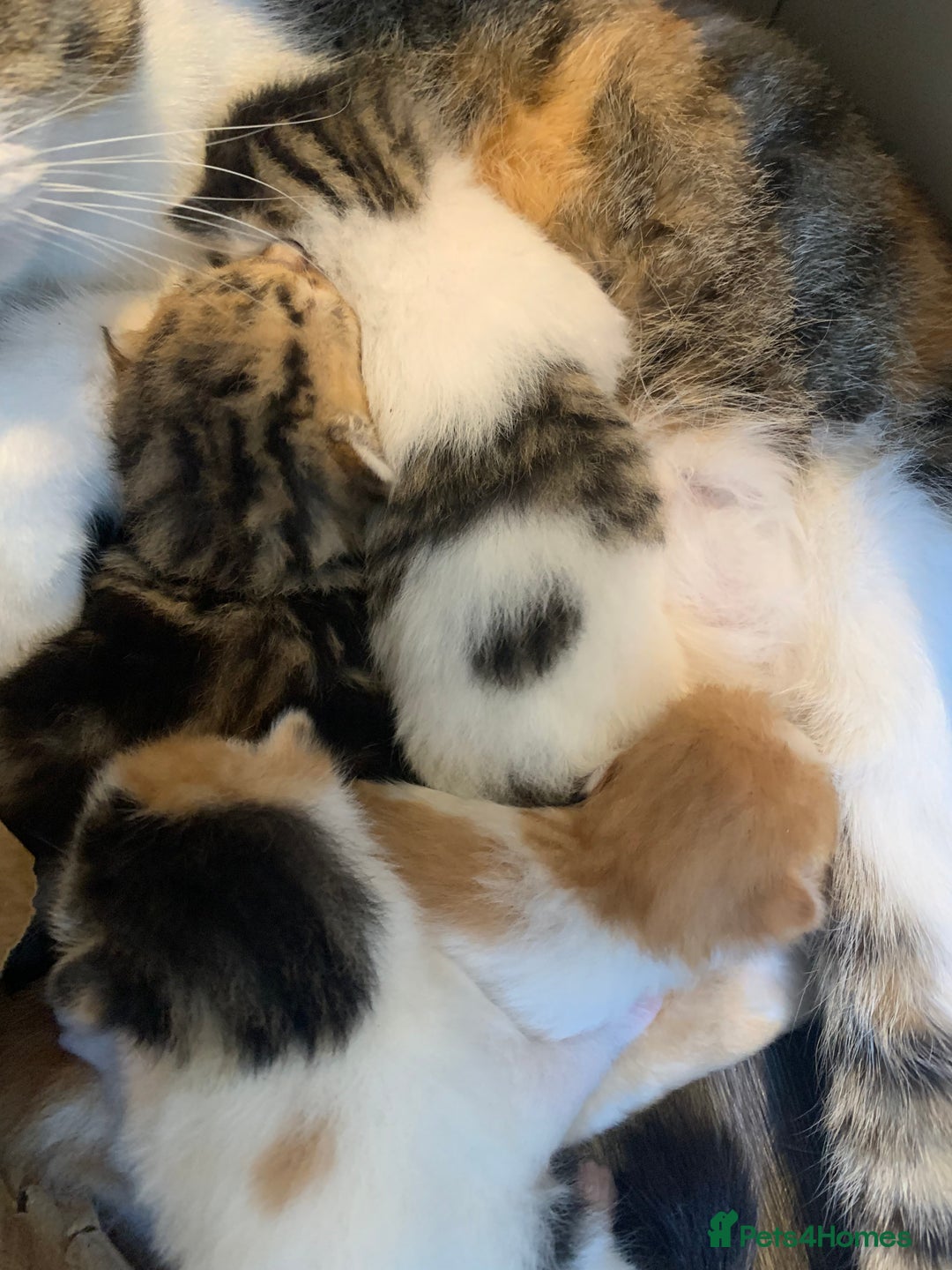 Domestic Shorthair cats for sale: Four beautiful kittens for new home  - Image 1