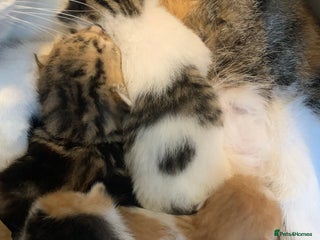 Domestic Shorthair cats - Advert 30