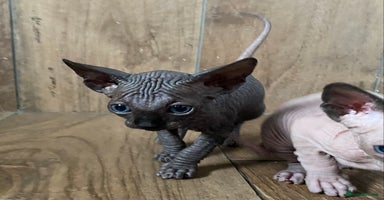 Sphynx cats - Advert 4