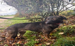 Mixed Breed dogs for adoption: Bubbles - Norwich Norfolk  - Advert 8