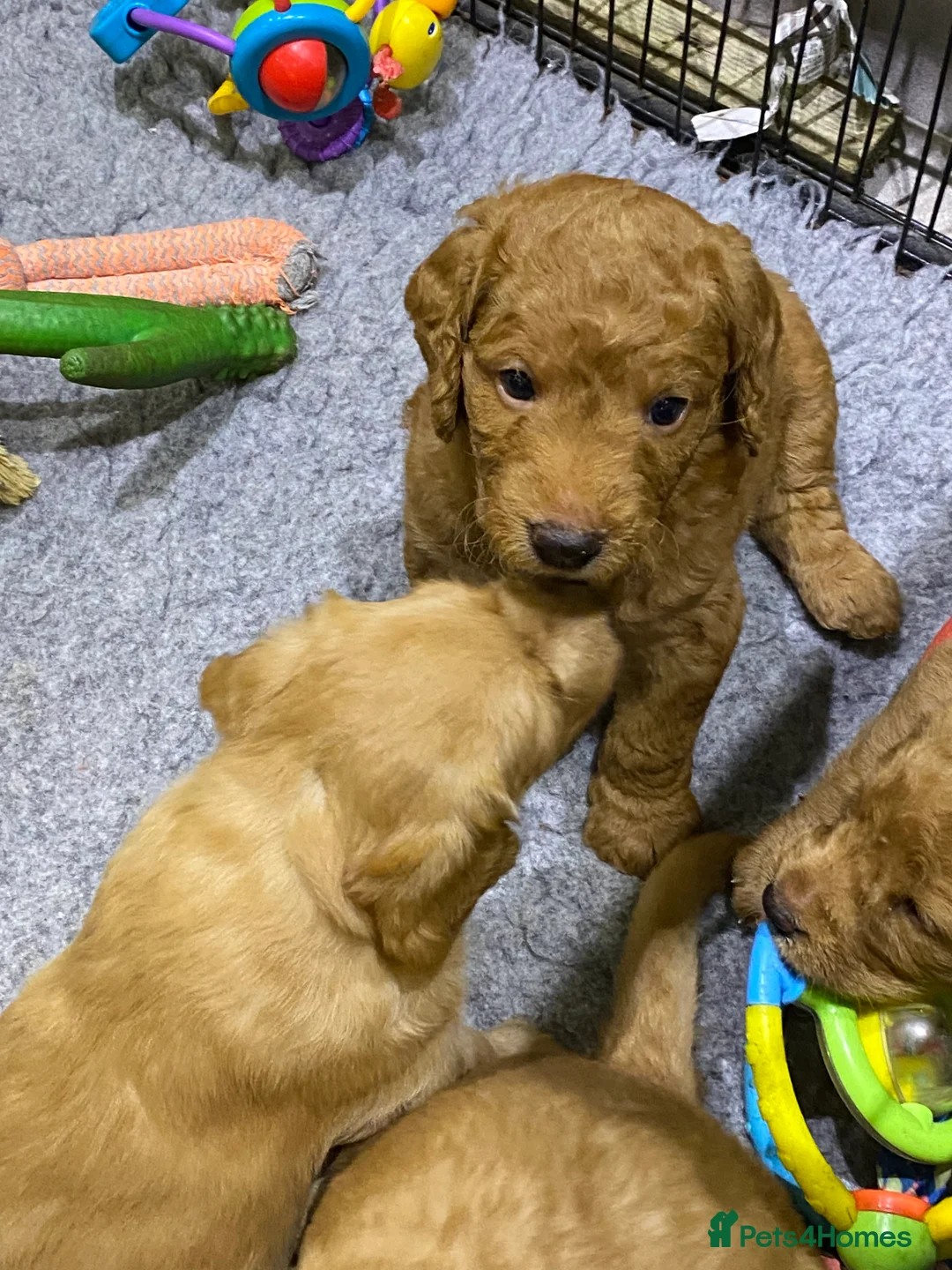 Labradoodle dogs for sale: F1 Red Miniature Labradoodles  - Advert 16