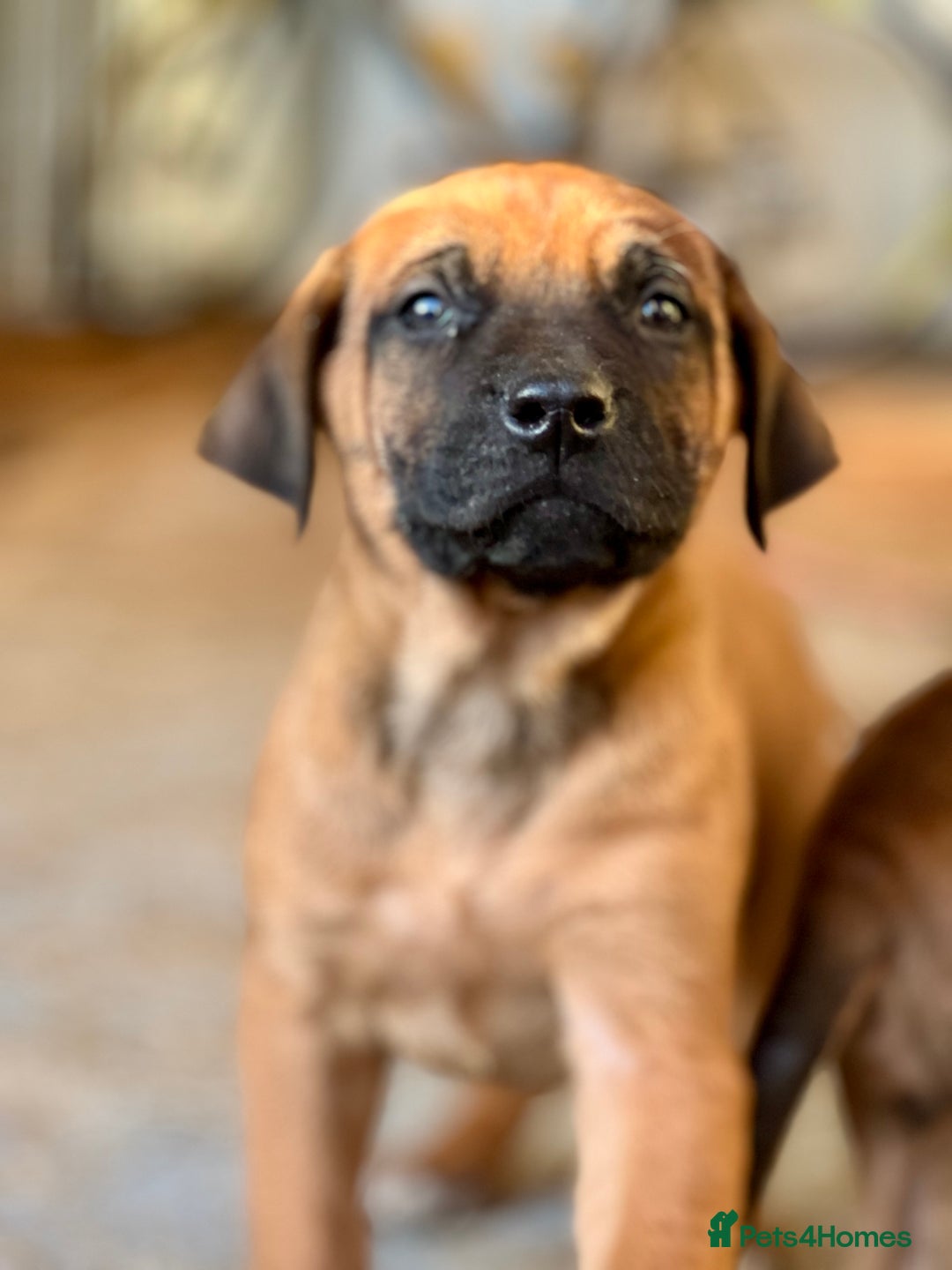 Rhodesian Ridgeback dogs for sale: Six Beautiful female Ridgeback puppies - Advert 5