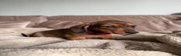 Miniature Dachshund dogs for sale: Last one KCreg Miniature dachshunds red&shaded red - Advert 21