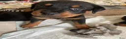 Rottweiler dogs for sale: Rottweiler Puppies - Advert 31