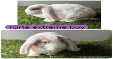 Mini Lop rabbits - Advert 2