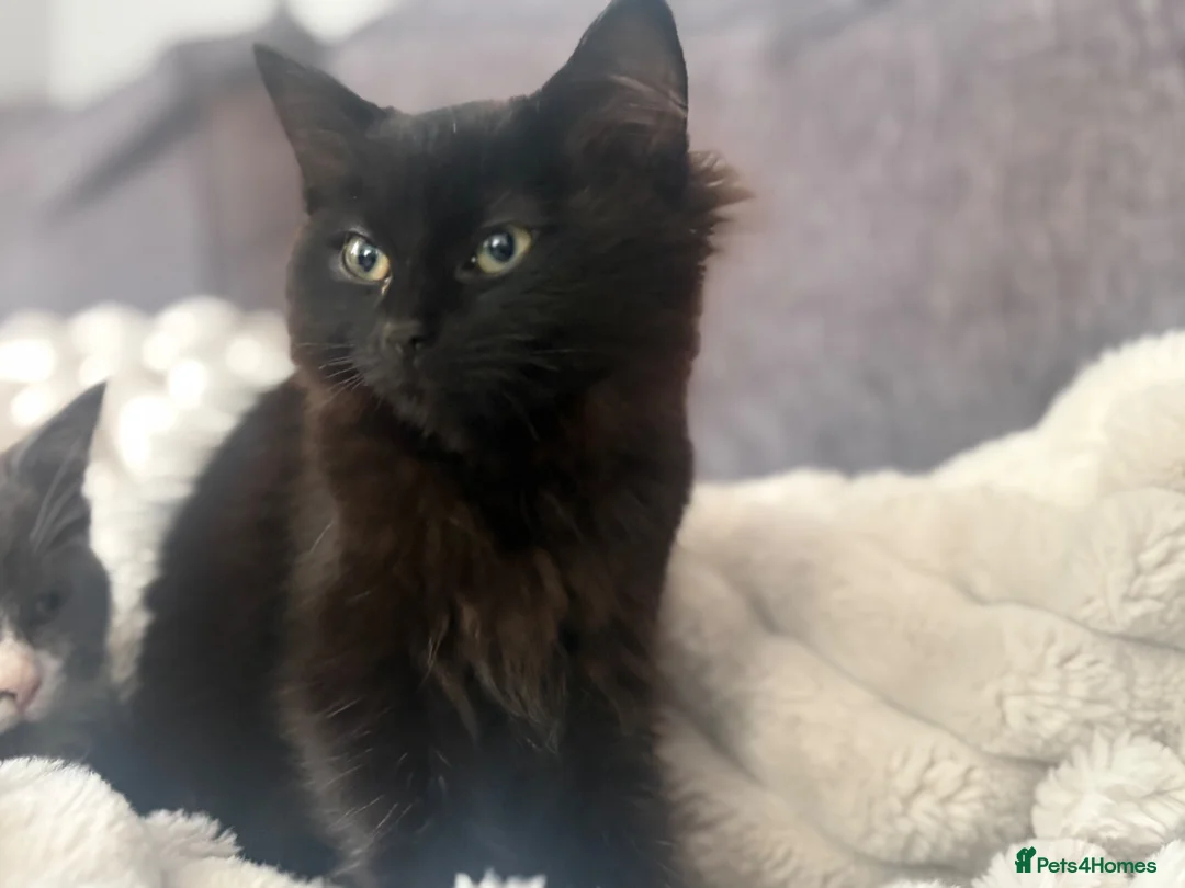 Ragdoll cats for sale: Ragdoll X kittens *READY TO LEAVE* - Advert 2