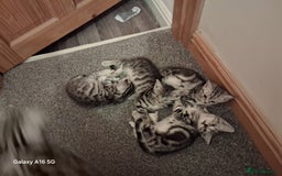 British Shorthair cats for sale: 3 kittens for salw - Image 2