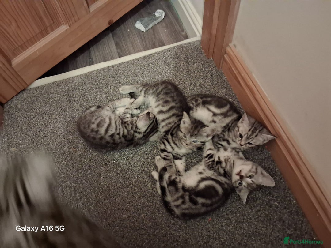 British Shorthair cats for sale: 3 kittens for salw - Image 2