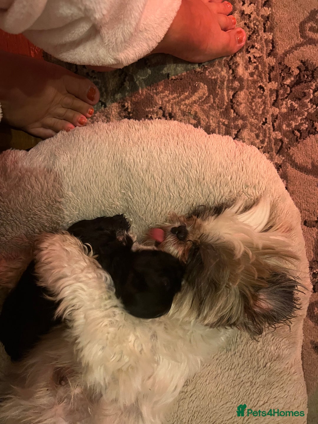 Shih Tzu dogs for sale: Shih Tzu  - Image 2