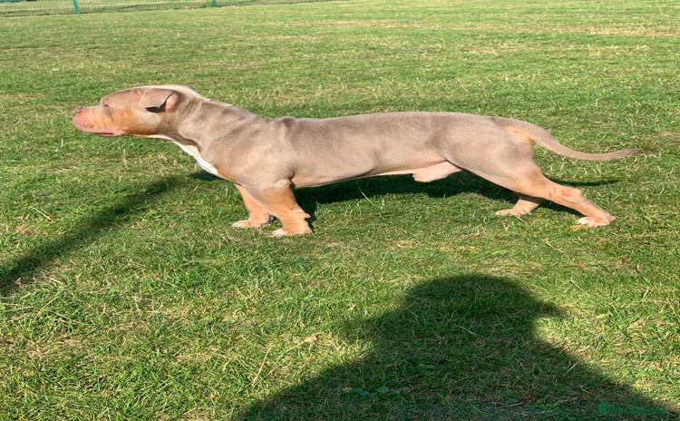 American Bully dogs - Advert 1