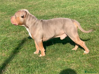 American Bully dogs - Advert 5