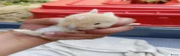 Mixed Breed rabbits for sale: Dutch x Netherland dwarf kits + 2lionhead females - Advert 12