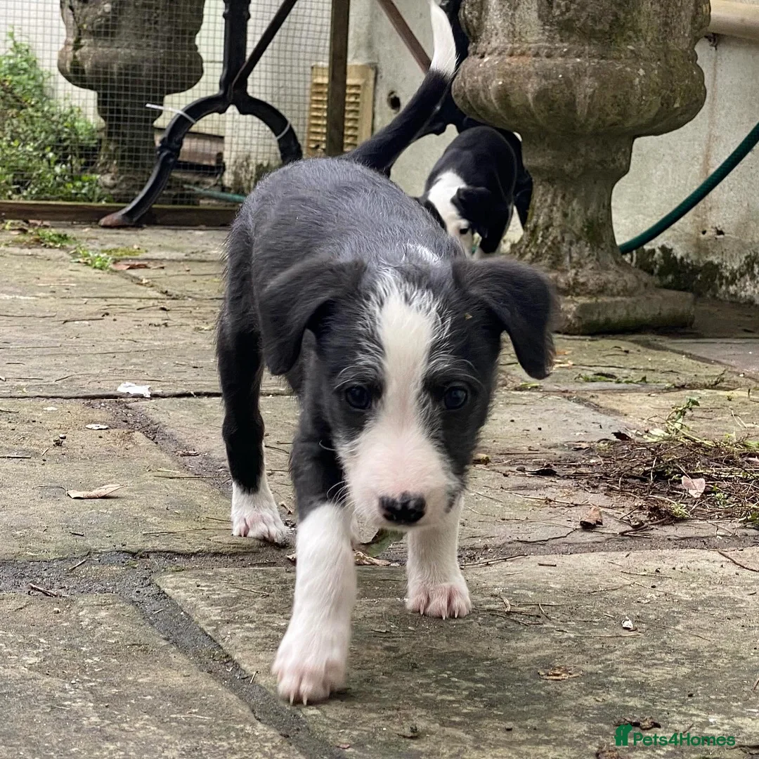 Lurcher dogs for sale: Bedlington Whippet puppy. in Cowbridge - Advert 1