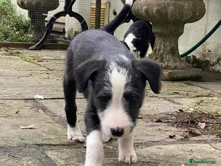 Lurcher dogs Bedlington Whippet puppy. - Advert 16
